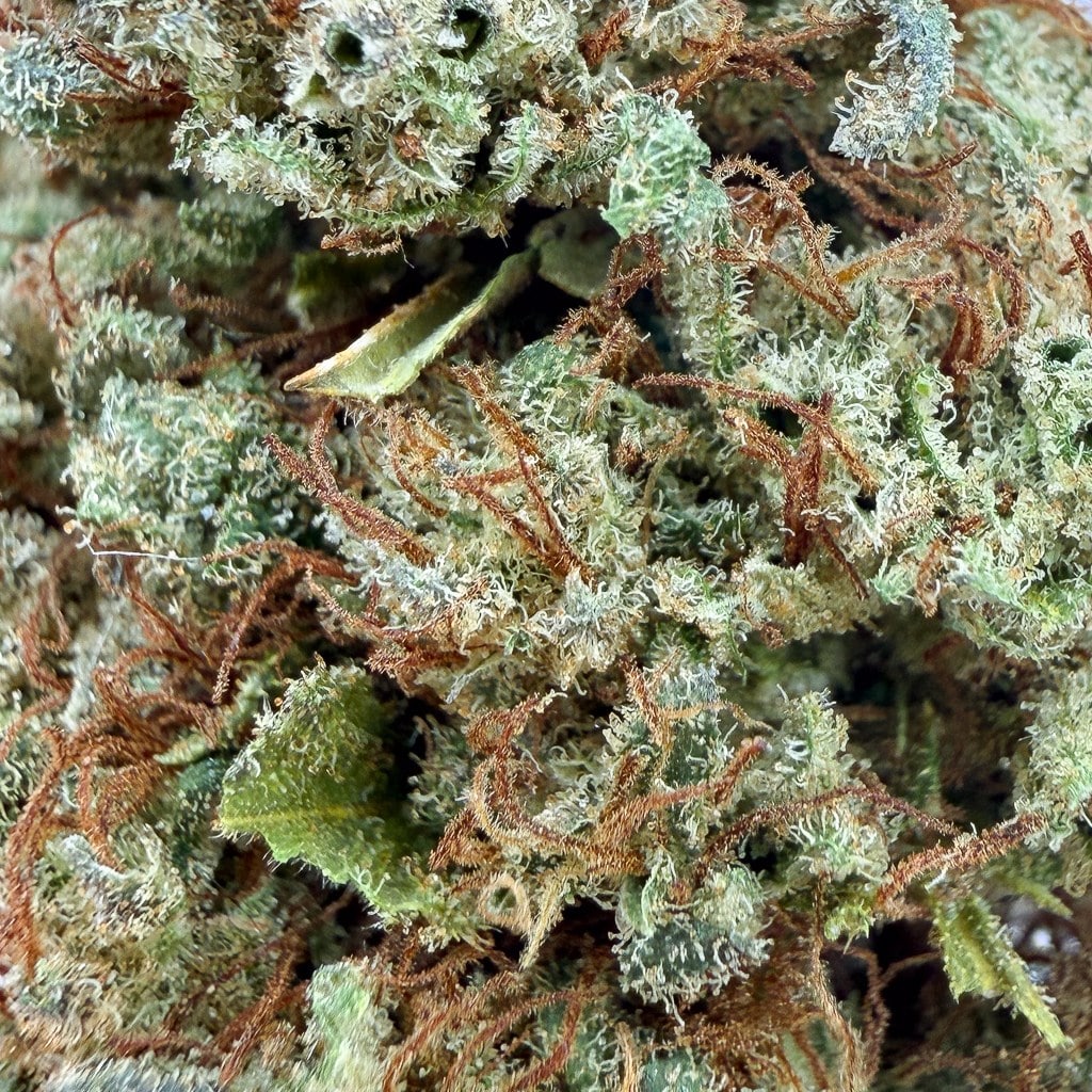 Lemon Tree - imagen 2