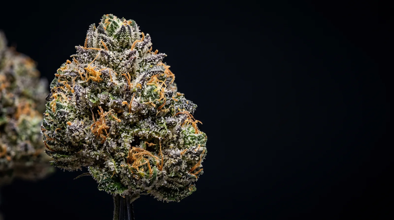 Cogollo de cannabis premium — The Green Walker Store