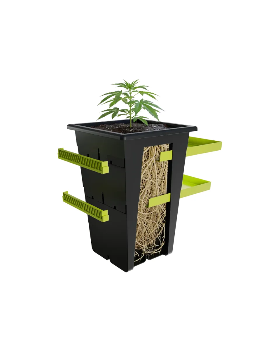Replant - Varios