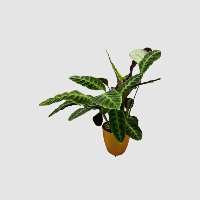 Khloris watering system (extensiòn) morado - Autopot™