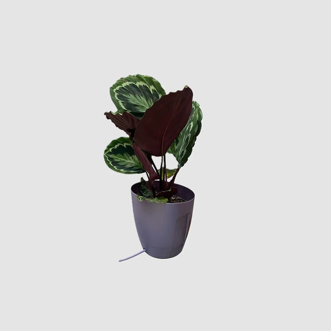 Khloris watering system (extensiòn) morado - Autopot™