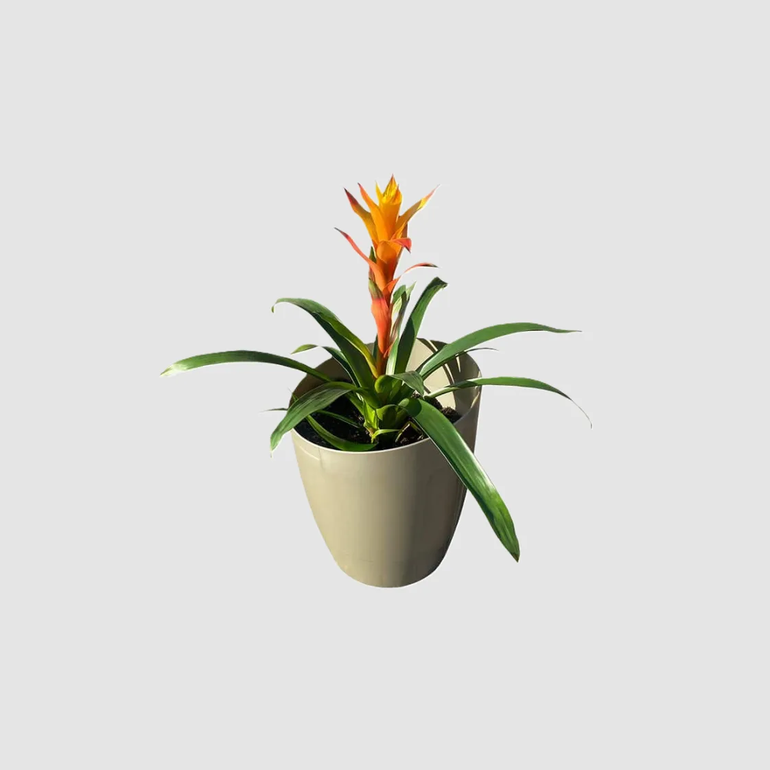 Khloris watering system (extensiòn) morado - Autopot™