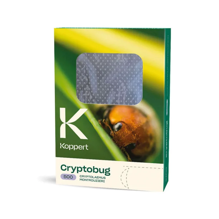 Cryptobug 500 Koppert - Koppert