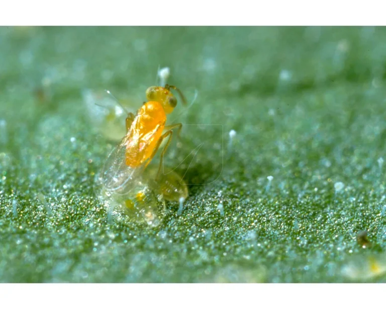 Ercal 3000 Eretmocerurs Eremicus (Mosca Blanca) - Koppert