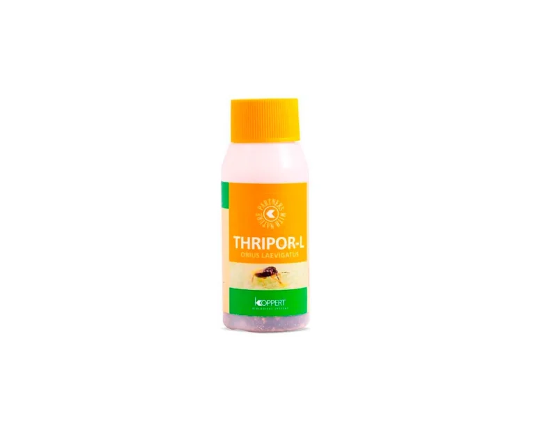 Thripor- L 500 orius laevigatus (larva trip) - Koppert
