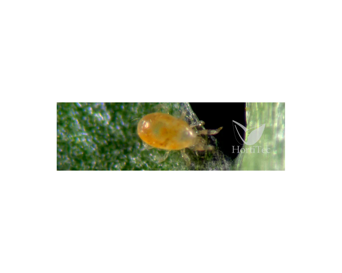 SPICAL Ulti-Mite/100 uds/100 sobres (neoseilus californicus) Koppert - Koppert
