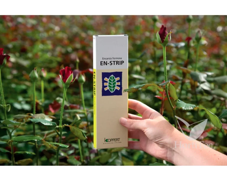 En-strip 3000 (Encarsia Formosa) (Mosca Blanca) - Koppert