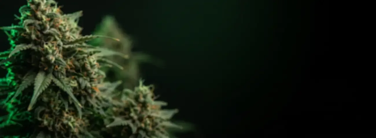 Cogollo de cannabis en primer plano sobre fondo oscuro