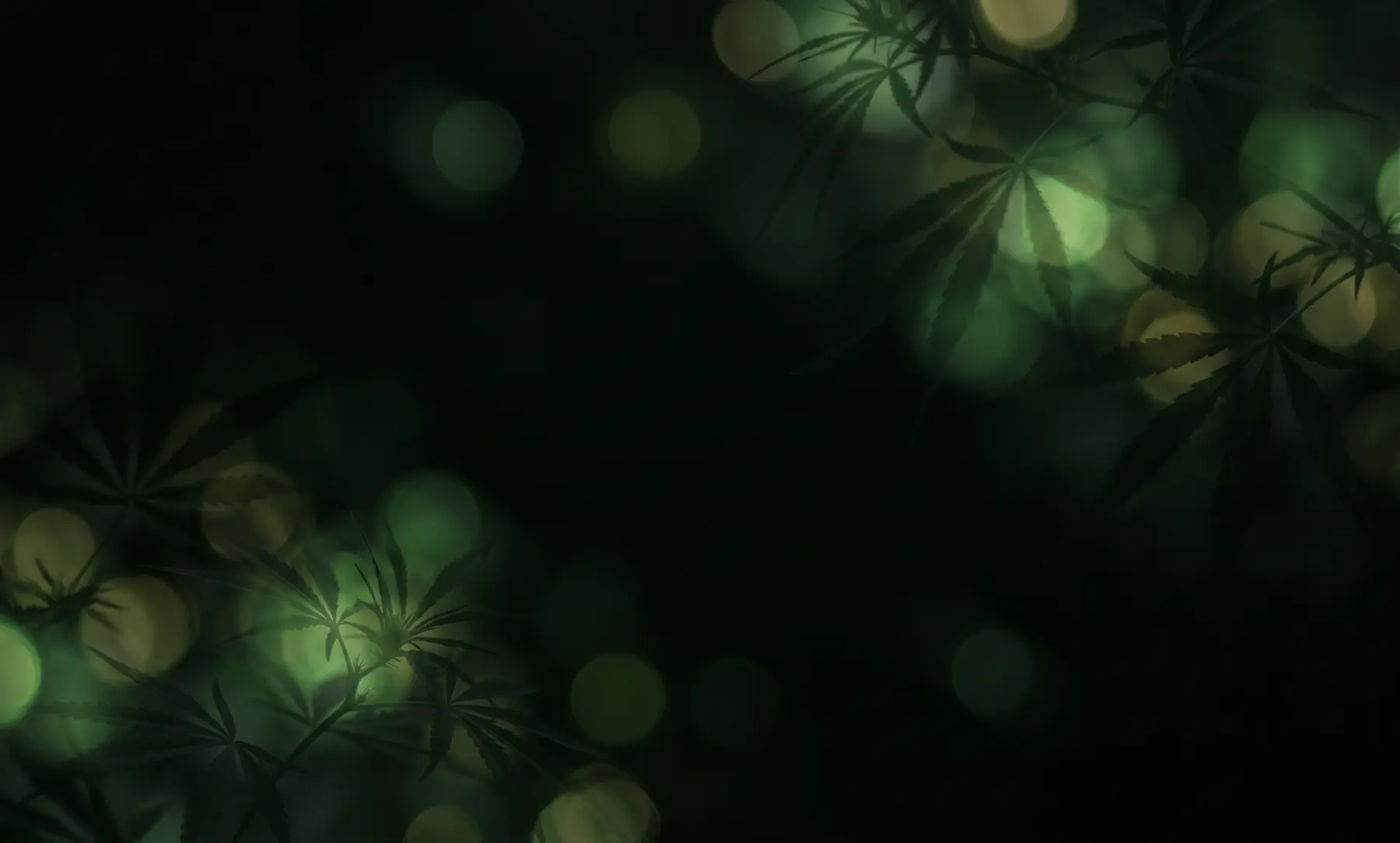 Hojas de cannabis sobre fondo oscuro — The Green Walker Store